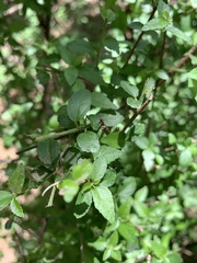 Acalypha glabrata glabrata