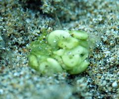 Mortonia
