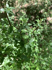 Acalypha glabrata glabrata