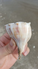 Sinistrofulgur sinistrum