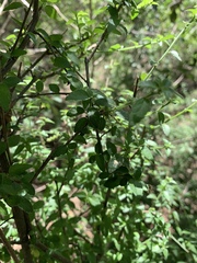 Acalypha glabrata glabrata
