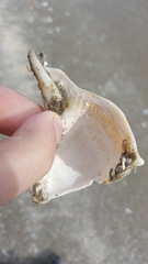 Sinistrofulgur sinistrum