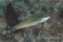 Pseudocoris yamashiroi