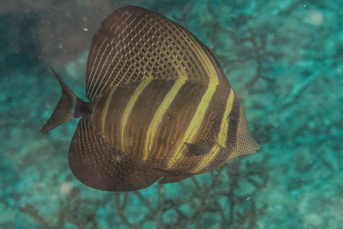 Pacific Sailfin Tang