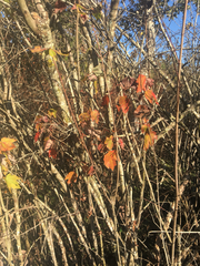 Acer rubrum image