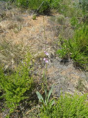 Watsonia marginata