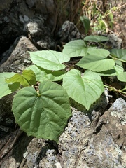 Cissus fragilis