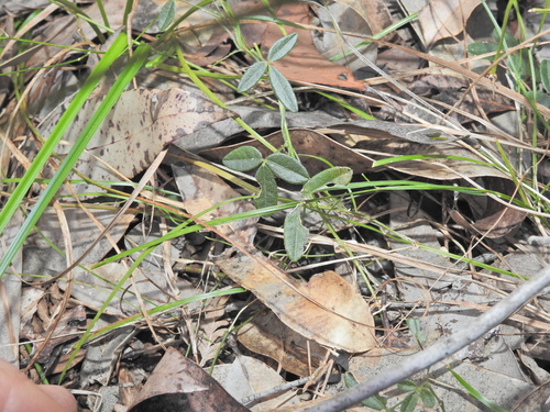 basketlike-lobed soybean (Glycine cyrtoloba)
