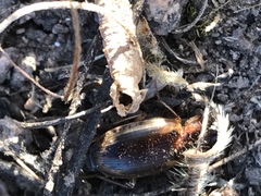 Tanystoma maculicolle