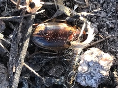 Tanystoma maculicolle