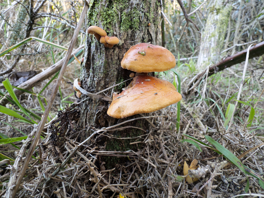 Flammulina velutipes · August 2025 · photo: © jeremy_rolfe (iNaturalist, cc-by)
