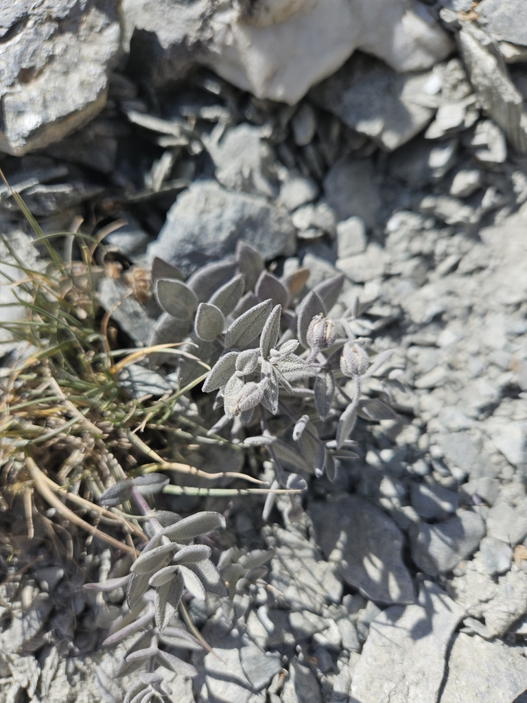 Schizotechium