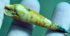 Terebridae