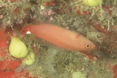 Pseudochromis jamesi