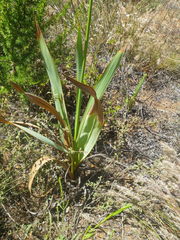 Watsonia marginata