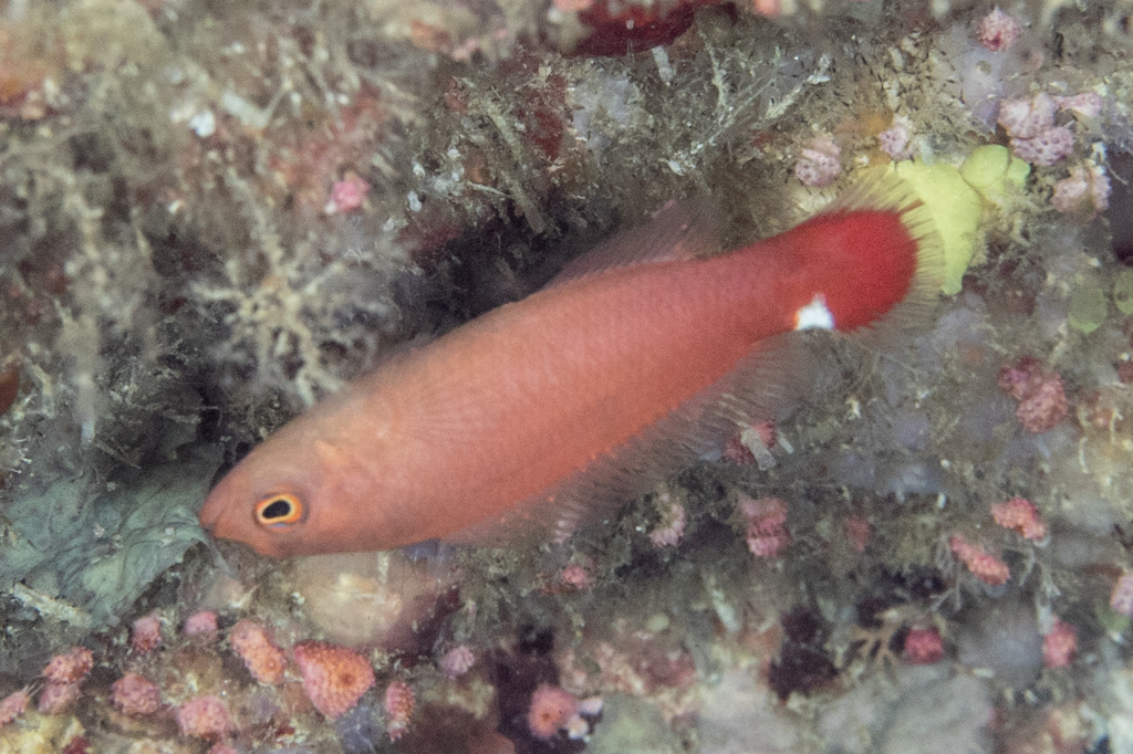 Spot-Tail Dottyback