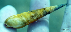 Terebridae