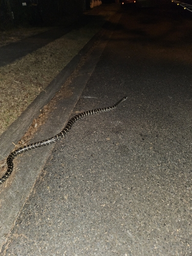 Coastal Carpet Python sighting