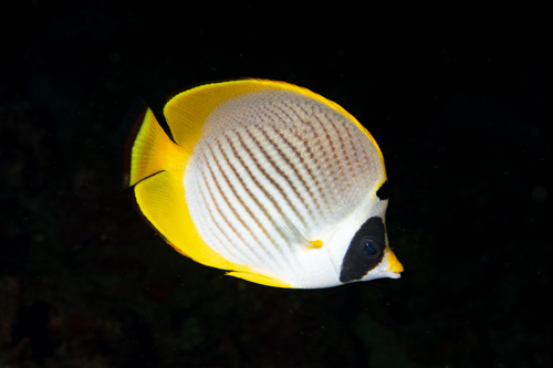 Bantayan butterflyfish (Chaetodon adiergastos) — Chaetodontidae