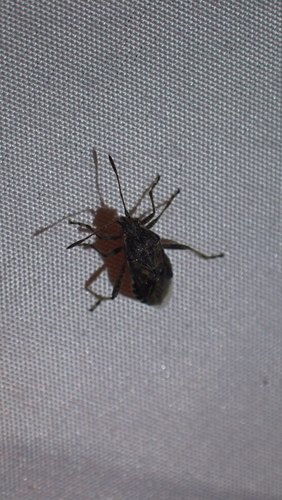 banded rhopalid, Nieuwegein, Nederland, photo 9 of 10
