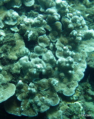 Montipora capitata