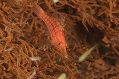 Oxycirrhites typus