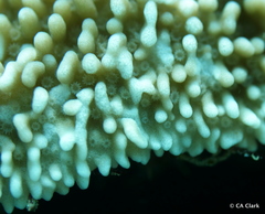 Montipora capitata