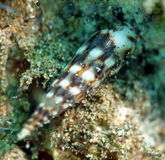 Terebridae