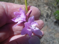 Watsonia marginata