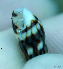 Terebridae