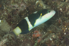 Thalassoma nigrofasciatum