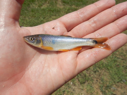 Blacktail shiner (Cyprinella venusta) — Cyprinidae — 2
