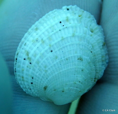 Periglypta reticulata