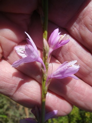 Watsonia marginata