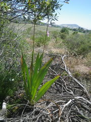 Watsonia marginata
