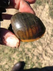 Pomacea maculata