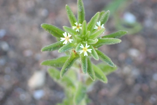 Miniflower Drumsticks (Zaluzianskya parviflora)
