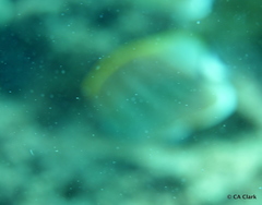 Chaetodon multicinctus