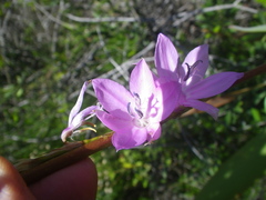 Watsonia marginata