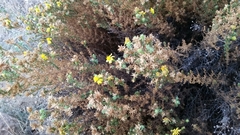 Deinandra minthornii