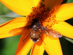 Esenbeckia