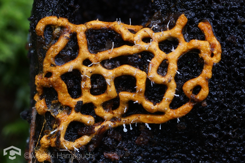 Polycephalomyces tomentosus