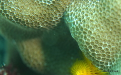 Porites lobata