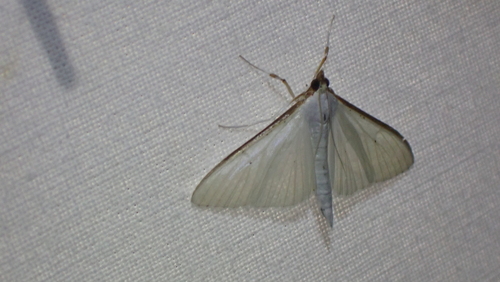 Jasmine Moth, Nieuwegein, Nederland, photo 8 of 10