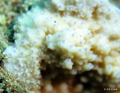Montipora patula
