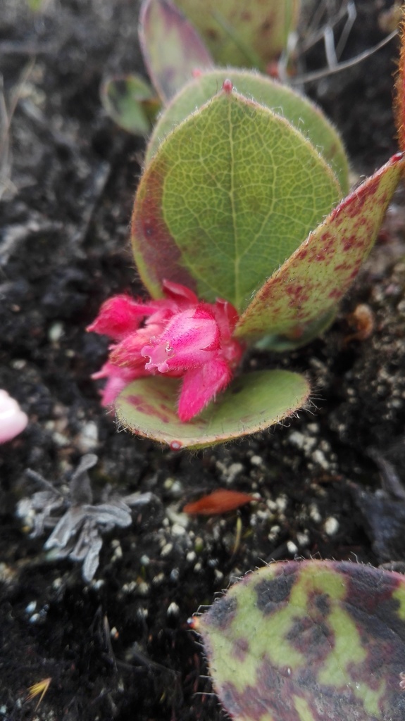 Gaultheria hapalotricha