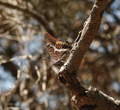 Charaxes jasius