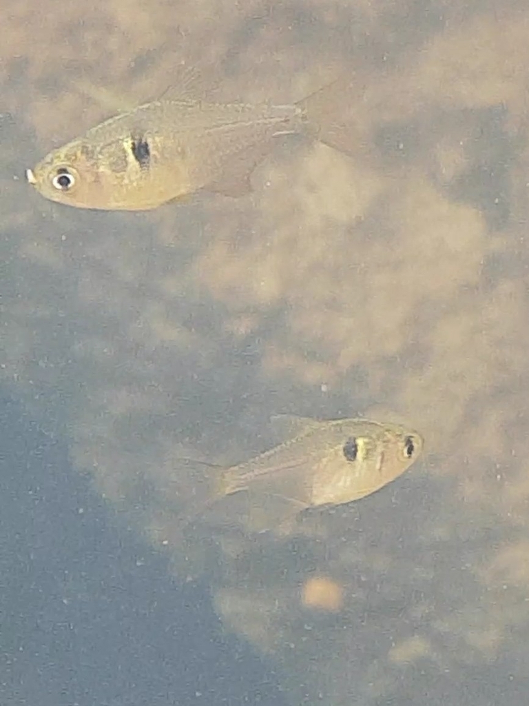 Griem's Tetra