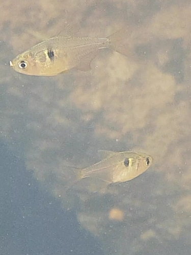 Griem's Tetra