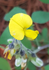 Crotalaria mollicula